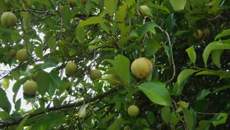 Un-árbol-De-Nuez-Moscada-Donde-La-Semilla-Se-Usa-Para-Muchos-Fines-Medicinales-Y-Culinarios