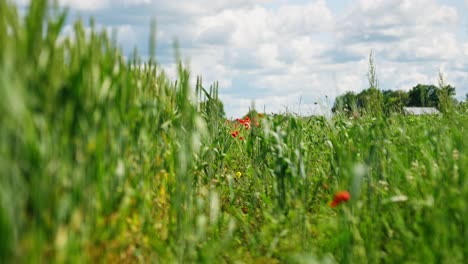 lush green wheat plants growing in a rural field under a partly cloudy sky, representing agricultural growth and natural farming landscape
