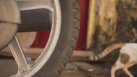 Slow-motion-of-a-young-cat-walking-on-a-street,-behind-a-motorcycle,-in-India