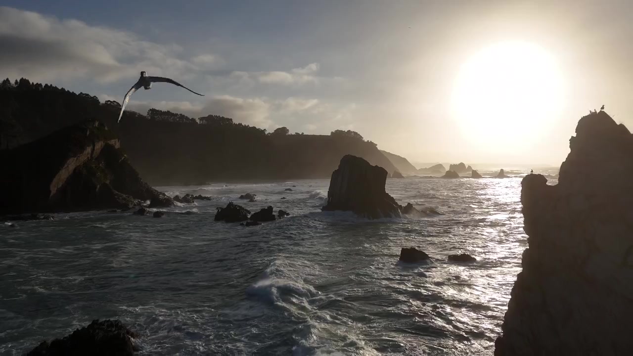 Gaivota voando sobre os farilhões da Astúrias em contraluz e as ondas douradas do oceano