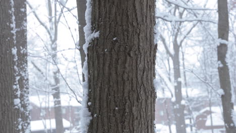 handheld tilt up a tree as snow blows past