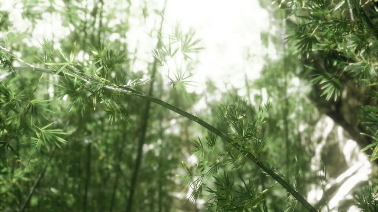 Intriguing bamboo forest view with sunlight filtering through leaves