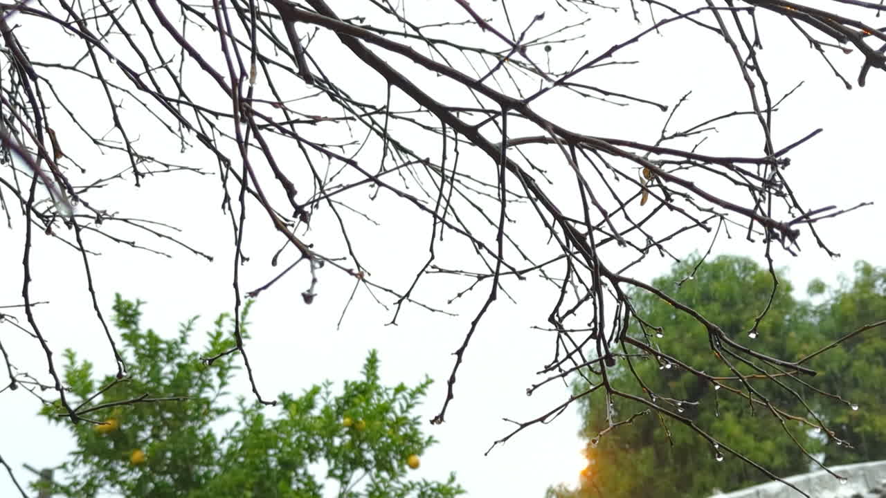 비오는 날 비가 많이 내리는 야외에서 잎이 없는 나무 가지를 가까이 찍은 사진