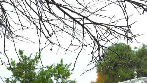 close up shot of leafless tree branches along outdoors with heavy rainfall on a rainy day