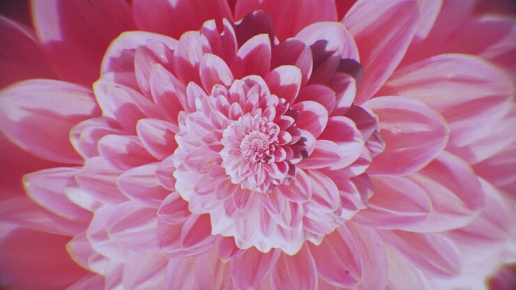 primer plano de una dahlia rosada