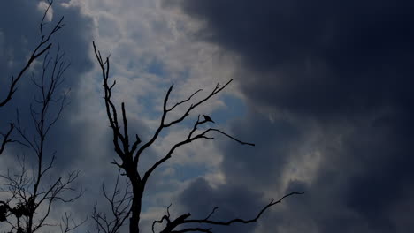 Silhouette-of-small-bird-flying-away-from-perch-on-leafless-branch