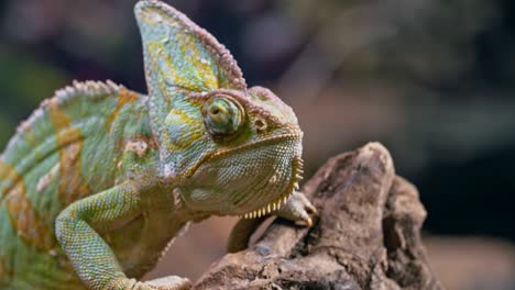 curious chameleon leaning on cork bark