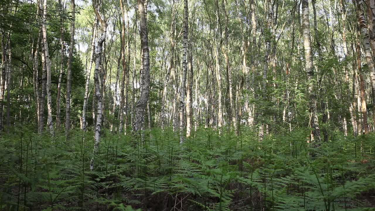 Silver Birch, Betula pendula, woodland. late Summer. Highgate Common. Staffordshire. UK