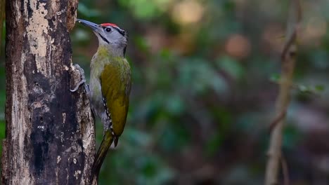 Der-Graukopfspecht-Wird-Auch-Graukopfspecht-Genannt,-Kommt-In-Vielen-Nationalparks-In-Thailand-Vor-Und-Ist-Sehr-Wählerisch-Bei-Der-Wahl-Seines-Lebensraums,-Damit-Er-Gedeihen-Kann