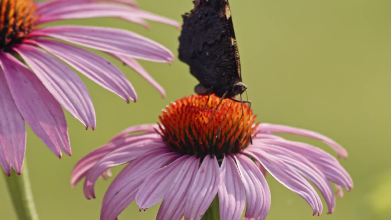 una sola mariposa de concha pequeña alimenta el néctar de la flor naranja y vuela lejos - toma macroestática