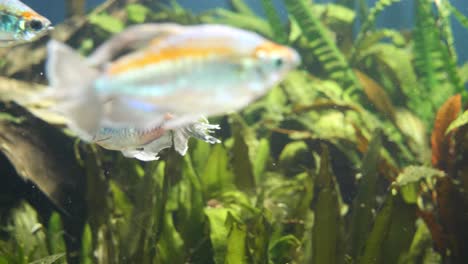 primer plano de una pequeña escuela de peces de color naranja turquesa nadando en el acuario