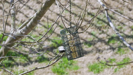 carbonero de carolina en un comedero para pájaros de sebo durante el final del invierno en carolina del sur