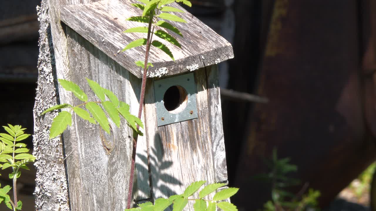 Fêmea de papa-moscas do Velho Mundo (Muscicapidae) voando para uma casa de pássaro.