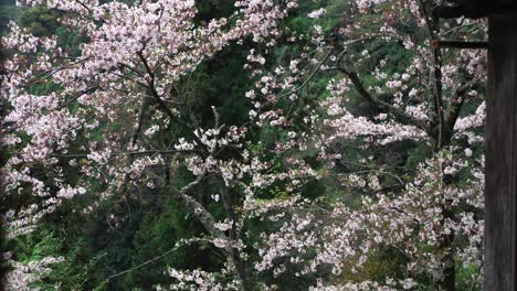 cherry blossom sakura in a japan temple, 4k slow motion