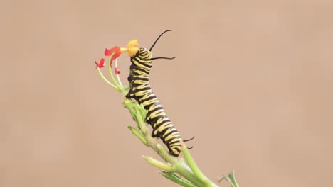 Oruga-De-La-Mariposa-Monarca-Del-Sur-Comiendo-Pétalos-De-Algodoncillo-Tropical