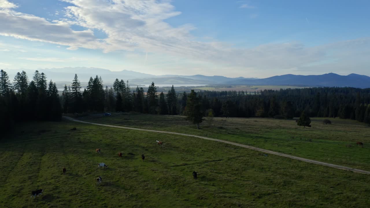 Mandria di mucche al pascolo a Marysina Polana, Lipnica Wielka, Polonia - Ripresa con drone.