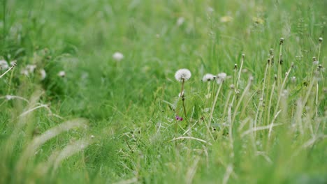 Dandelion-white-balls-in-grassy-meadow,-focus-shift