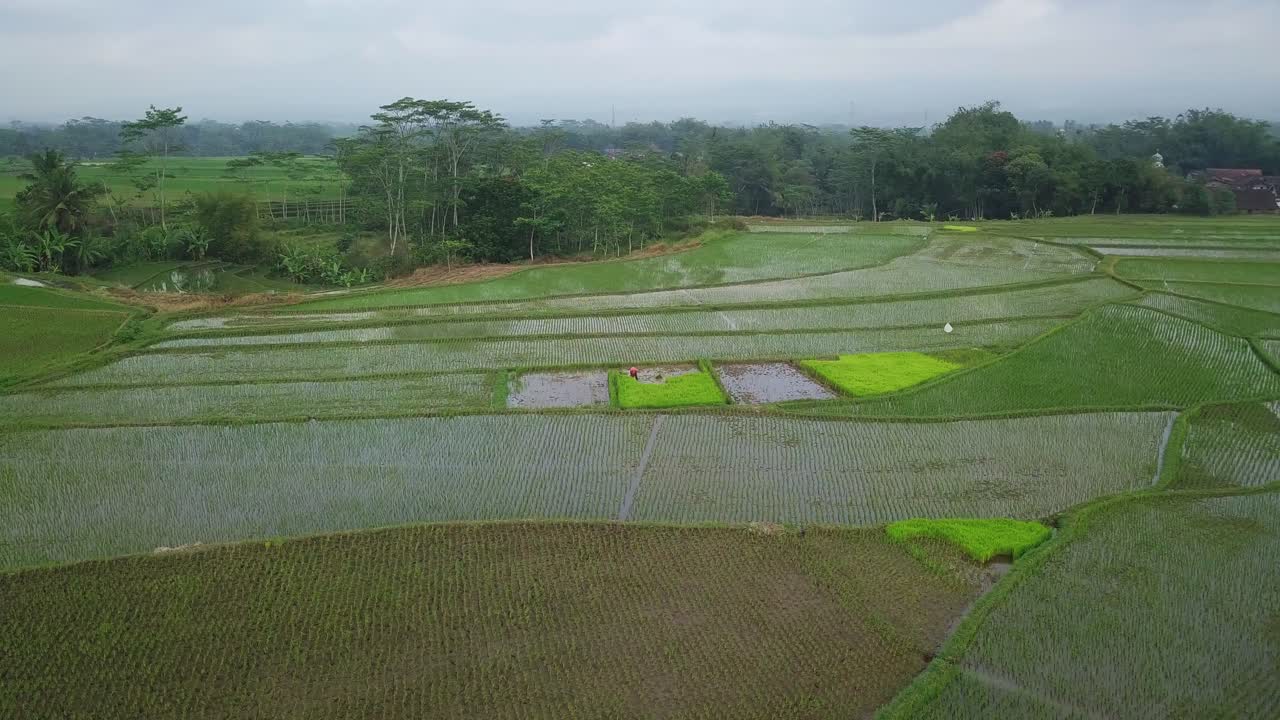 Ripresa drone orbitale di un agricoltore che lavora nella risaia allagata con giovani piantine di riso che creano un bellissimo motivo al mattino.