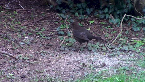 Amselweibchen-Der-Drosselfamilie-Ernähren-Sich-Von-Vogelfutter-In-Einem-Vorgarten-Für-Vogelliebhaber-In-Der-Stadt-Oakham-In-Der-Grafschaft-Rutland-In-England,-Vereinigtes-Königreich