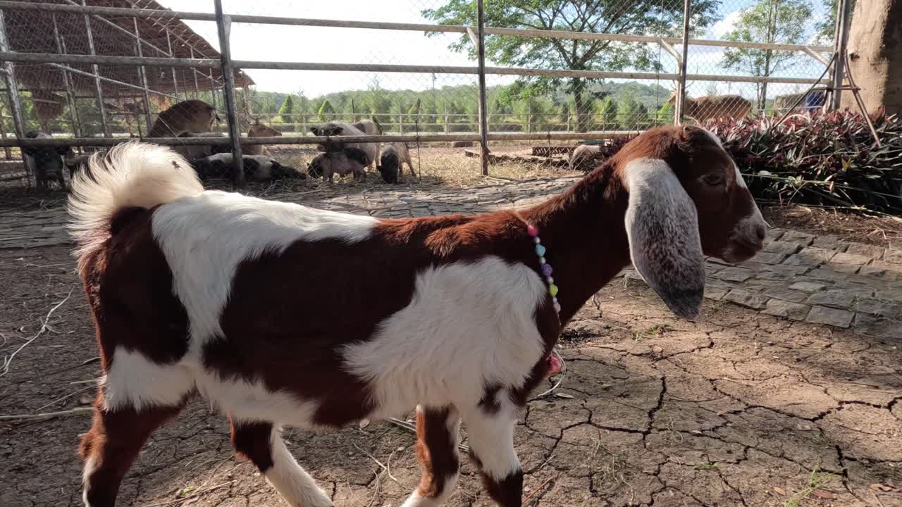 Capra che cammina e si guarda intorno in un recinto