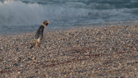 fiordland penguin walks on pebble beach in south island, new zealand