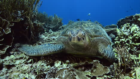 sea turtle lying on the reef in komodo