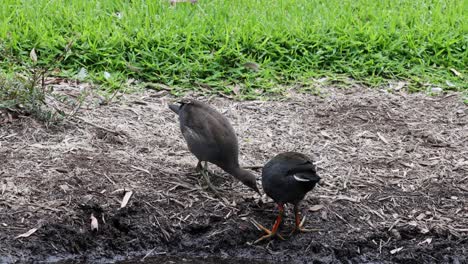 Two moorhens foraging and interacting near water