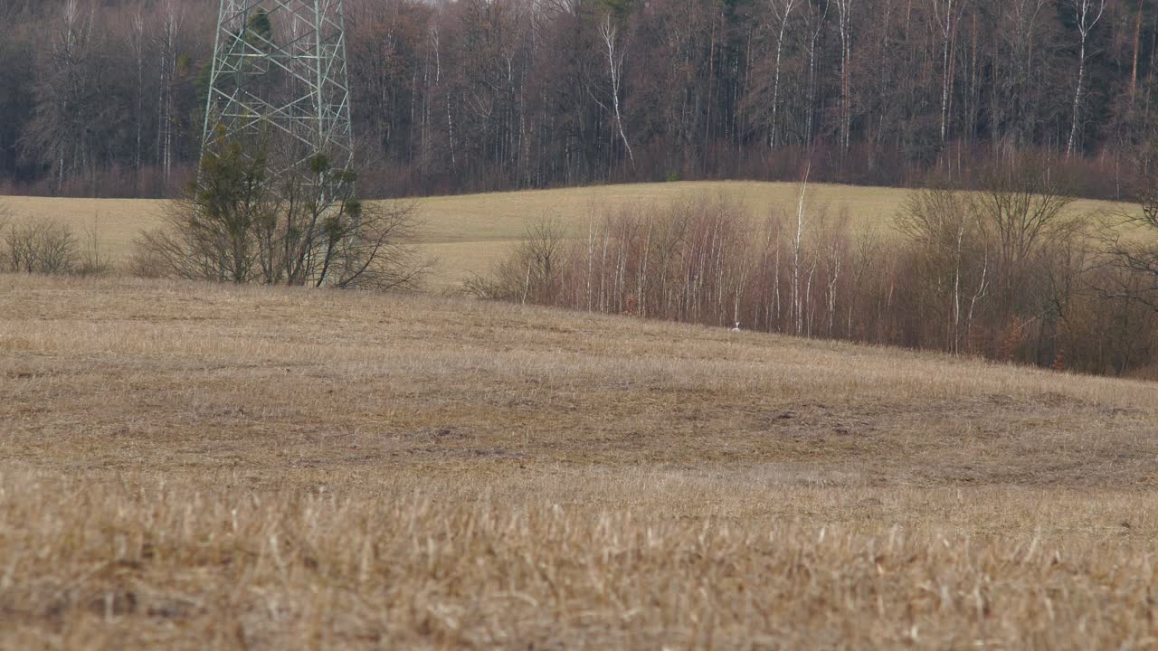 una grulla común camina sobre un prado húmedo en primavera
