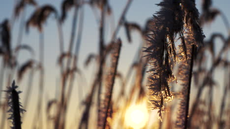 close-up pan of hoarfrost on reeds in evening wintertime sunlight