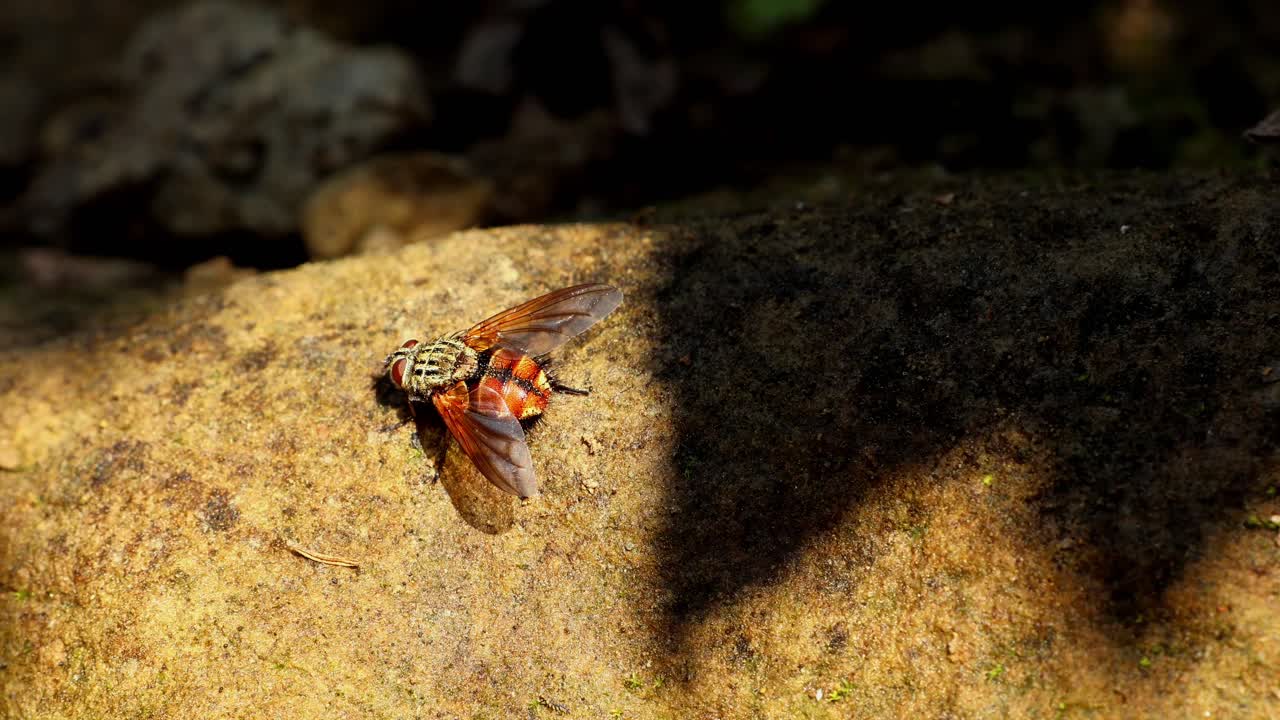 Un primo piano di fauna selvatica che mostra mosche parassite Tachinidae riposare e nutrirsi dell'umidità presente su una superficie rocciosa bagnata durante una fredda mattina d'inverno nell'Himachal Pradesh, India.