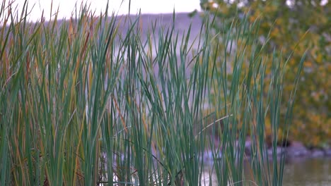 Green-marshes-in-slow-motion