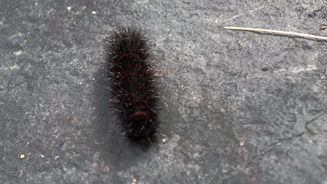 a pyrrharctica isabella caterpillar crawls along a sidewalk from a high angle