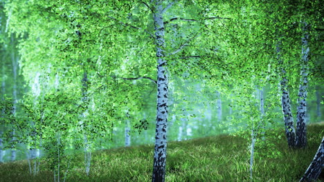 Amanecer-O-Atardecer-En-Un-Bosque-De-Abedules-Primaverales-Con-Rayos-De-Sol-Brillando