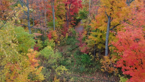 aerial view of trees in the forest with autumn colors, reveal quiet and empty road