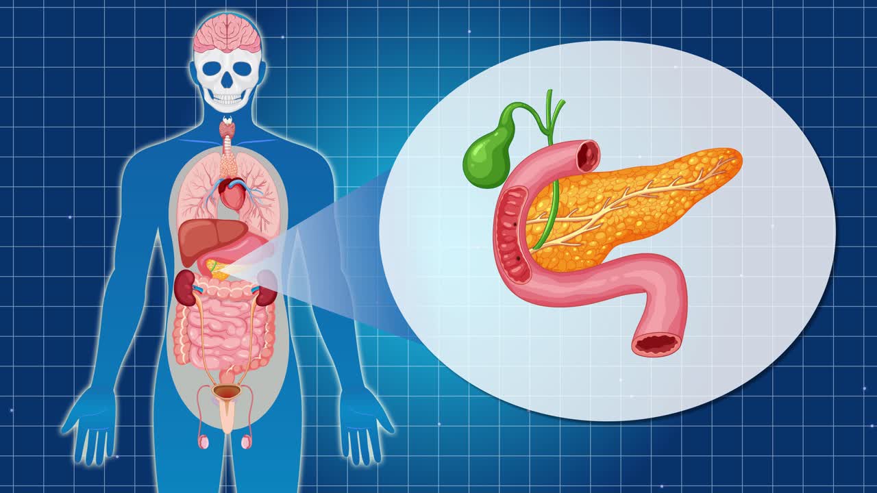 Animation highlighting the pancreas within the human body, using clear visuals and smooth transitions on a blue grid background
