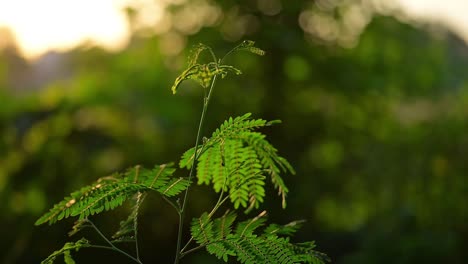 Grüne-Pflanze-Im-Dschungel-Im-Sonnenuntergang