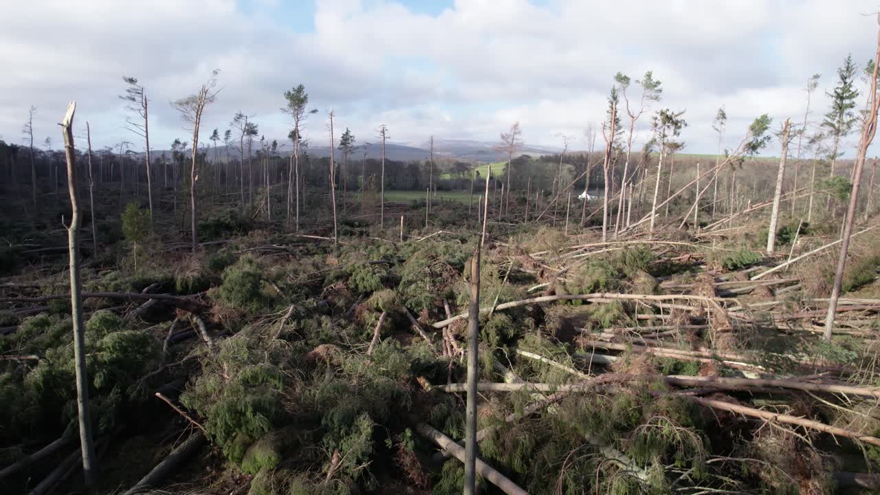 imágenes cinematográficas de drones aéreos que se elevan lentamente para revelar un bosque devastado de pinos arrastrados por el viento que han sido derribados en plantaciones forestales durante una tormenta extrema en escocia
