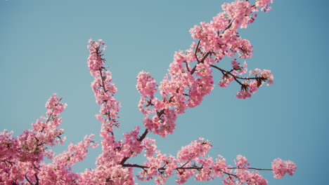 beautiful pink cherry blossoms against a blue sky