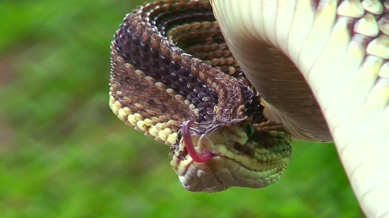 una serpiente de cascabel está preparada y lista para atacar en el porche de una casa