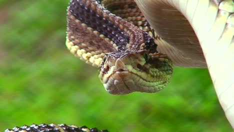 una serpiente de cascabel está preparada y lista para atacar en el porche de una casa