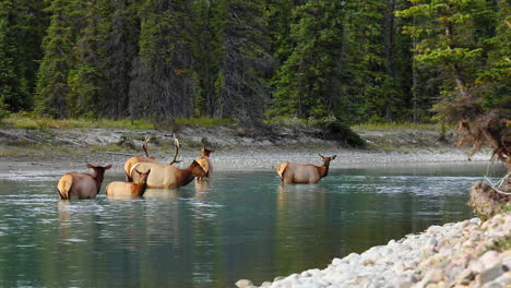 elk herd bathe in alpine river, jasper national park, alberta, canada