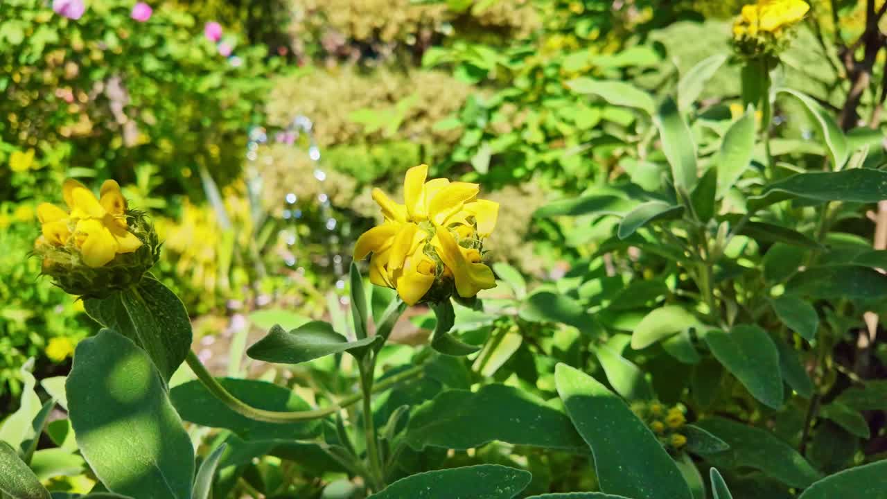 Macro shot of a vibrant yellow Jerusalem sage flower in full bloom. In the blurred background, a small water fountain adds a touch of movement and sparkle to the lush green garden scene.