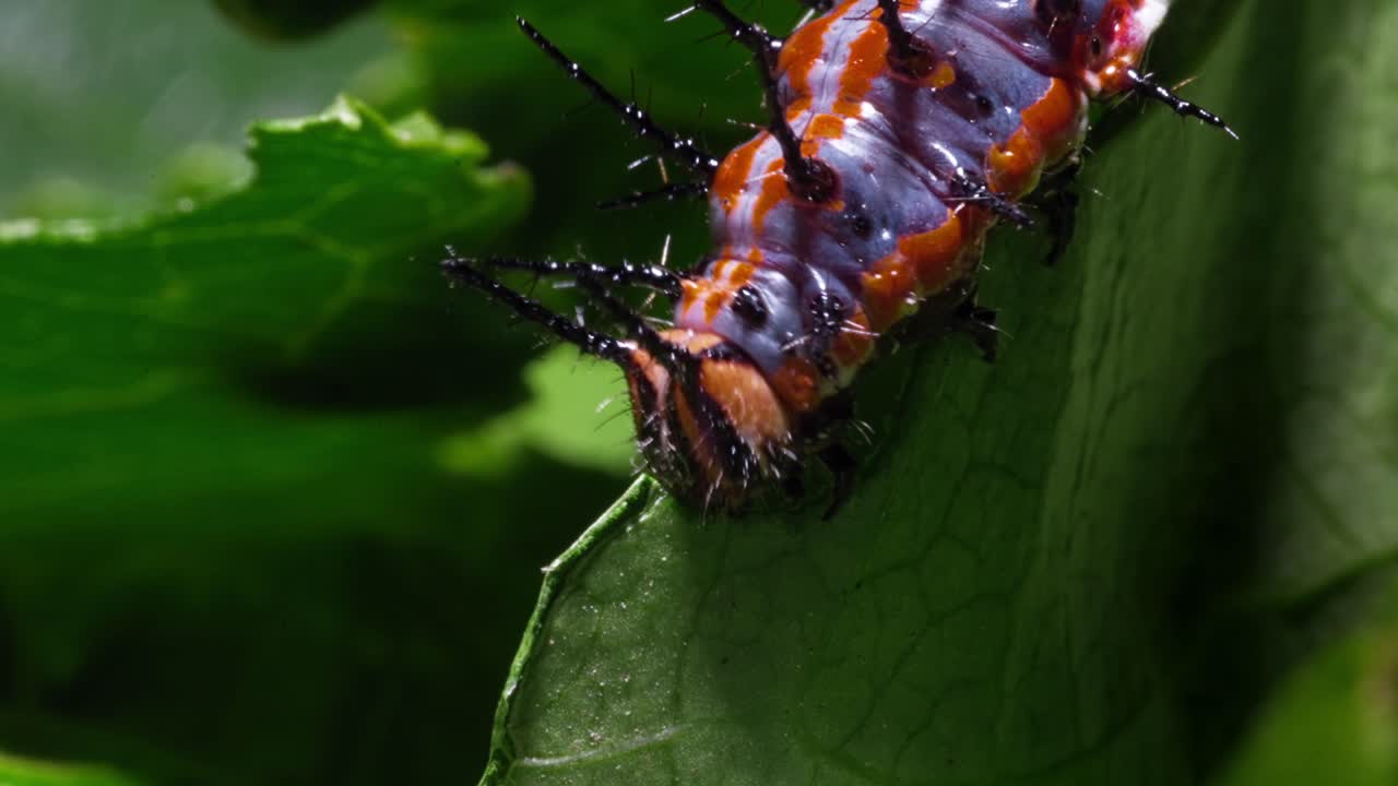 Close-up of a Colorful Spiny Caterpillar on a Green Leaf