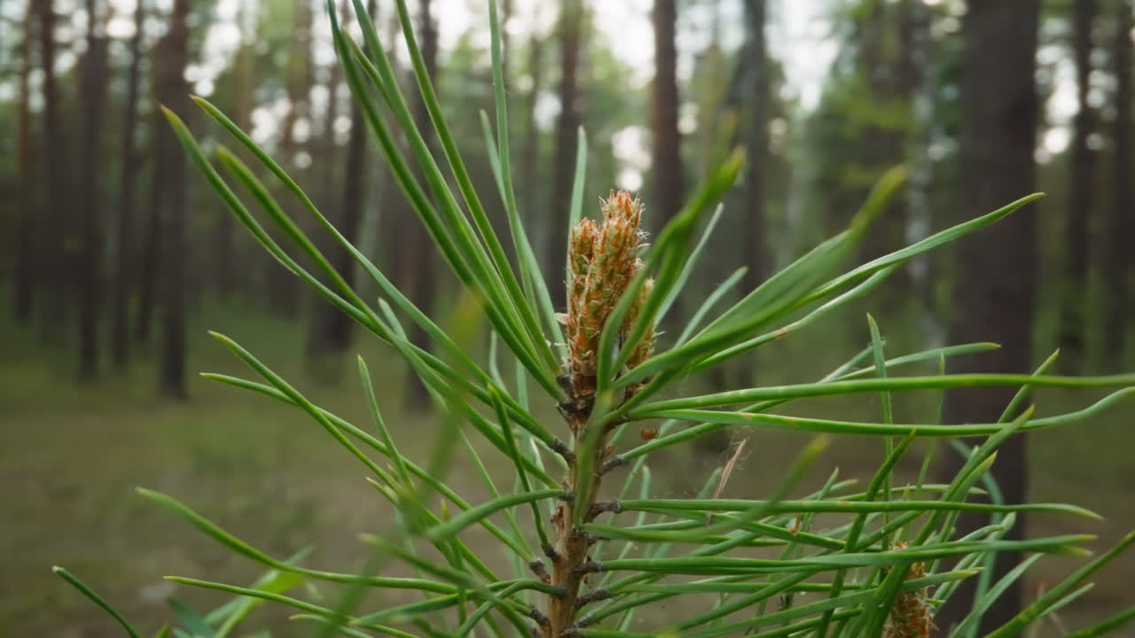 Top of central shoot of young Scots pine under sunny sky