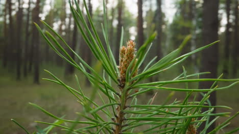 top of central shoot of young scots pine under sunny sky