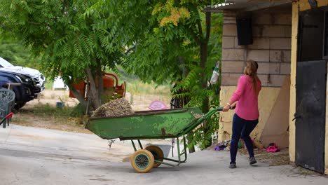 woman horse keeper returning a wheelbarrow after feeding horses in the stable