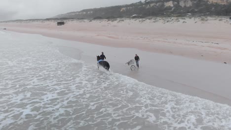 drone footage of man riding a horse on the beach