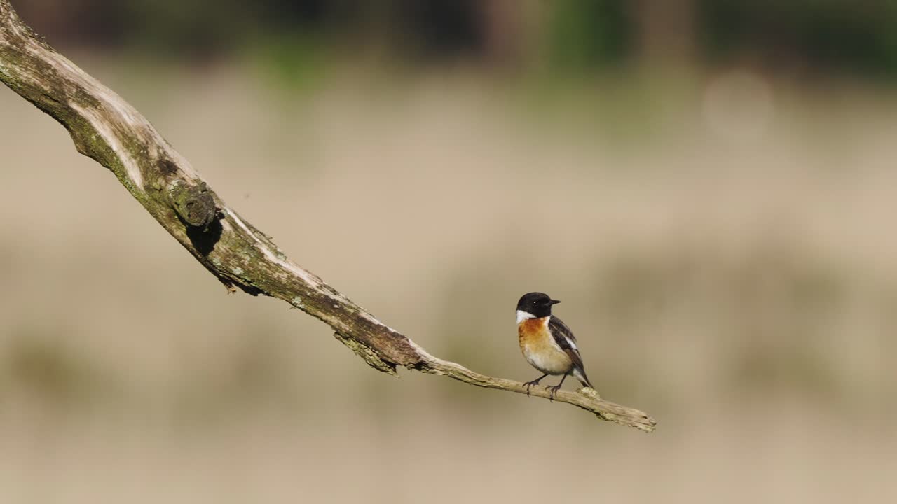 단일 오렌지 배 유럽 stonechat 남성 분기에 자리 잡고