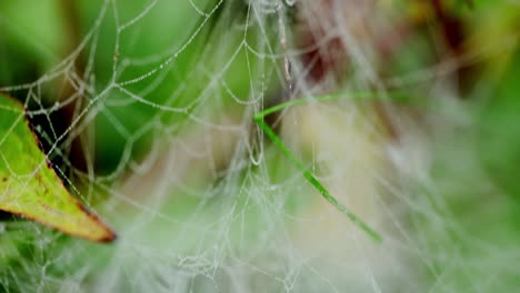 moviéndose sobre tela de araña con un montón de pequeñas gotas de agua macro primer plano con movimiento