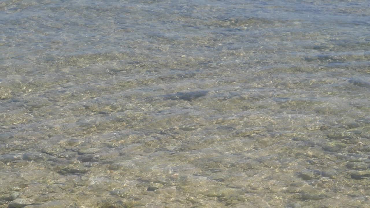 얕은 물에서 수영하는 새끼 블랙팁 암초 상어 새끼